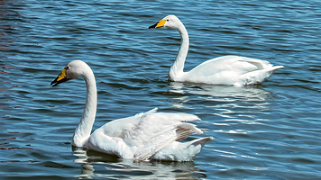 【拼小团】天鹅湖+布鲁维斯号+猫头山+画中画+火炬八街+孤独公约一日游【赠天鹅粮 8人小团】