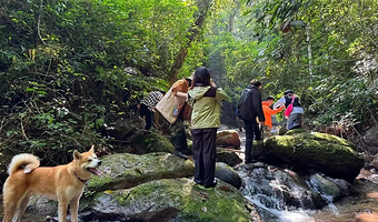 基诺山雨林徒步一日游【基诺山雨林徒步私家独立团|优选向导|可选寨子|项目全含|雨林野餐|赠研学证书|亲子必选