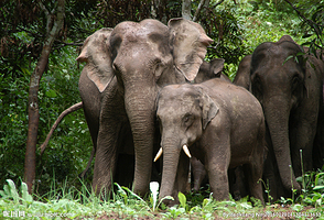 西双版纳包车游（私家团+睡醒出发）