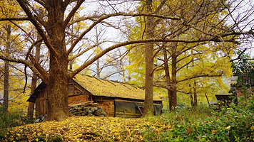 桂林海洋银杏+大桐木湾村+大圩古镇一日游【2-8人小团拼车，2人起发团，多套餐可选】