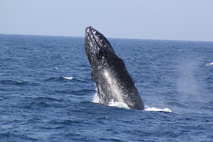 【冬季限定】日本冲绳出海赏鲸体验半日游/那霸出发/双体船平稳航行/近距离观鲸