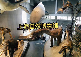 上海自然博物馆+资深讲师深度讲解1.5/2小时+10/20人精致小团+无线耳麦