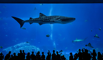 珠海横琴岛+珠海长隆海洋王国+横琴星乐度·露营小镇三日游【横琴消费券 一签多行畅游澳琴3天2晚长隆澳门游亲子】