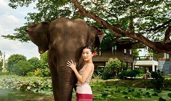 曼谷大象营一日游【学习泰国草药制作  大象互动 自助泰餐】