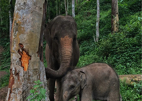 西双版纳野象谷+原始森林公园包车一日游 一单一车+用车10小时+酒店上门接送+睡醒出发