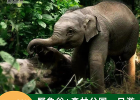 西双版纳野象谷+原始森林公园一日游 一单一车+用车10小时+酒店上门接送+包含景区门票