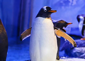 【酒店套餐】斯悦酒店（大坪时代天街石油路地铁站店）1晚+重庆欢乐海底世界单次票（可选人群）