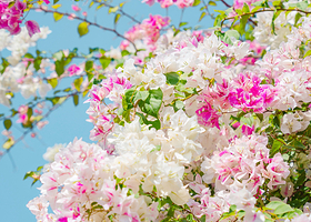 深圳甘坑古镇+仙湖植物园+大梅沙海滩+莲花山公园一日游