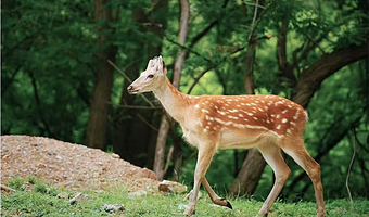 大连6日私家团.金石滩+旅顺口+棒棰岛+拾贝湾水上乐园（接送机/站+出海+军旅体验+5晚酒店）