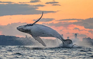 北海涠洲岛寻鲸鱼专线【限时追鲸】赠全岛上门接+游艇出海