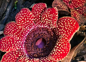 基诺山雨林徒步一日游【寻觅大王花|么卓|亚诺|巴朵|司土|拼小团|市区接送|优质路线】