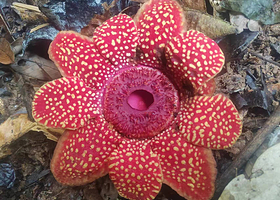 【遇见大王花】么卓村雨林徒步*限流*项目全含*土著向导*雨林餐