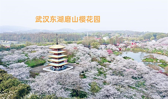 [樱花节热卖2-16人团]湖北省物博+黄鹤楼+武汉大学+户部巷+东湖磨山赏樱+长江大桥+江汉路江汉关纯玩一日游