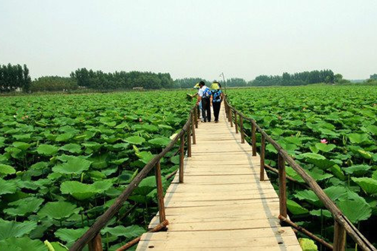 白洋淀旅游