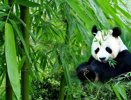 成都旅游