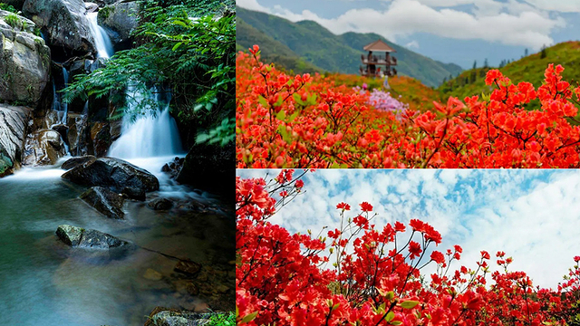 大围山国家森林公园一日游【漫山开遍映山红 赏万亩杜鹃花】,一日游