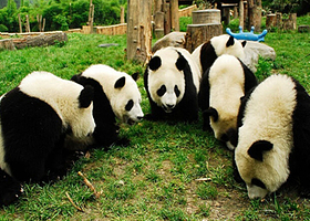 私家团|大连森林动物园+帆船出海喂海鸥+棒棰岛一日游（自由与浪漫&出海与海鸥扑食）