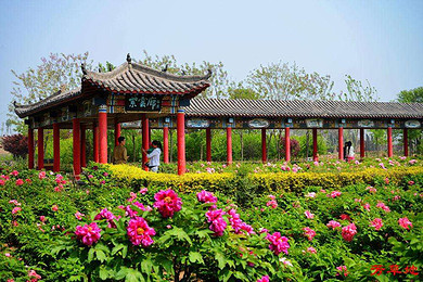 邢台柏乡汉牡丹园 今麦郎基地一日游丨平日每周六日发团 节假日天天发