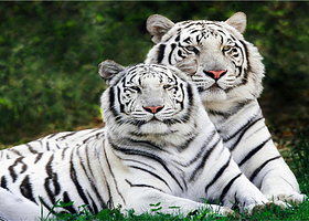 北京八达岭野生动物世界一日游【亲子游童趣无限+全程开车进园司机陪同/2人起订不拼团】