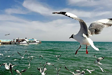西宁、贵德、青海湖鸟岛、茶卡盐湖6日双卧跟