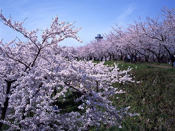 收入证明_赴日旅游收入证明(2)