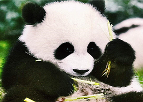 成都成都大熊猫繁育研究基地+成都都江堰景区一日游【真纯玩0购物0推荐；市区三环内上门接】