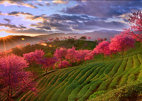 大理无量山樱花谷包车一日游|纯玩独立包车赏唯美冬樱花上门接送