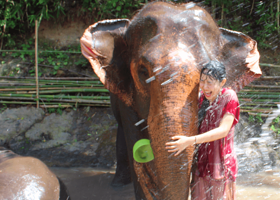 清迈 可巧大象公园 半日游【喂养+嬉水+午餐+导游+接送】