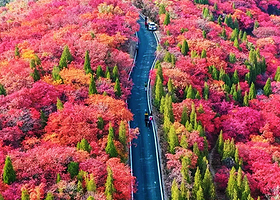 淄博山东文旅·红叶柿岩旅游区一日游【淄博出发】