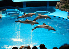 青岛极地海洋公园+	游船出海+栈桥+天主教堂+八大关+五四广场+奥帆中心一日游【6人团/纯玩无购物】一日游