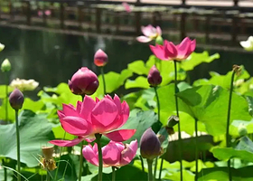 【台儿庄古城2日跟团游·住古城内】微山湖/尼山圣境·双线可选