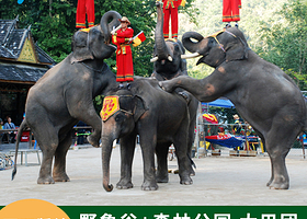 西双版纳野象谷+西双版纳原始森林公园一日游【景区专线往返直通车/不进店/无套路/真纯玩/提供团队午餐一顿】