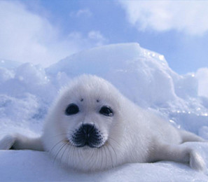 游26天】里约热内卢登船,包含北京,上海.广州,