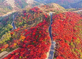 淄博山东文旅·红叶柿岩旅游区一日游【济南出发】