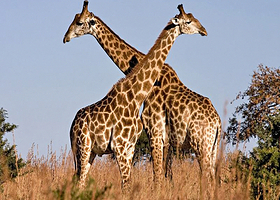 八达岭野生动物园+颐和园一日游|纯玩2-8人私家团+欢乐无限假期游+上门接送