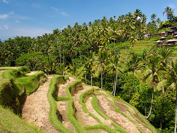 【中青旅】别墅酒店双体验巴厘岛4晚6天自由