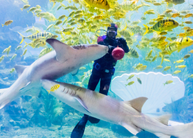 青岛海底世界+栈桥一日游【潍坊出发】