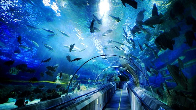 壁纸 海底 海底世界 海洋馆 水族馆 640_360