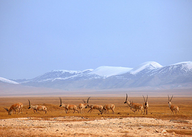 可可西里+昆仑山口+玉珠峰+昆仑泉一日游【拼车纯玩最多8人小团市内免费接送】