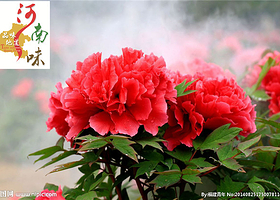 少林寺+龙门石窟+郭亮挂壁公路+万仙山景区+云台山地质公园三日游【【徒步穿越挂壁公路，4月牡丹节可欣赏牡丹】