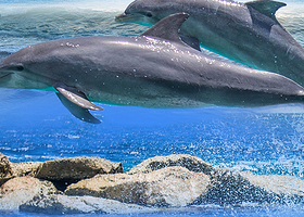 大连老虎滩海洋公园+渔人码头+棒棰岛+大连海昌东方水城+老码头帆船基地一日游【精选2-6人团 真纯玩无购物】