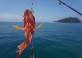 三亚纯海钓钓鱼煮鱼汤专业渔船撒网近海远海钓鱼游艇拼船包船出海