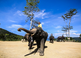 【当天可定】普吉岛卡马拉海景象园半日游 骑大象/无鞍骑大象/大象洗澡 酒店接送 可选场次