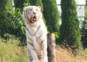济南野生动物世界一日游【包含小火车 潍坊出发】