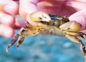 北海银滩+侨港风情街+冠头岭+流下村一日游【（精品小团）市区上门接送，2人就可成团，全程纯玩】