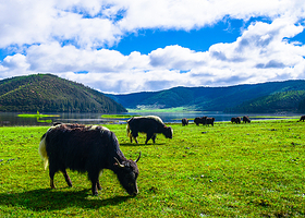 香格里拉纯玩2日游【6-14人小团】普达措+虎跳峡+伊拉草原