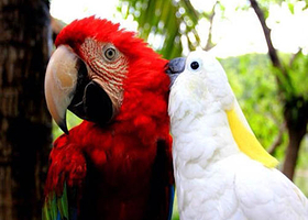 三亚呀诺达雨林文化旅游区一日游【包含门票上下山游览车可选大巴团和精品小团】