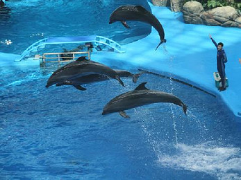 成都海昌极地海洋世界(重庆客人专享成人票(需