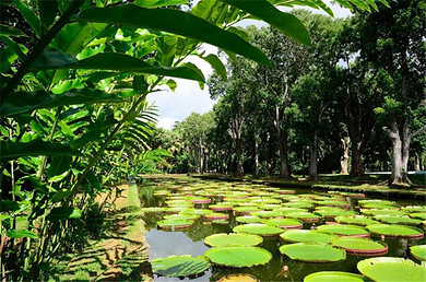 蜜月首选 广州直飞 正点航班 毛里求斯银色沙滩