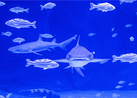 济南融创乐园一日游【聊城出发】